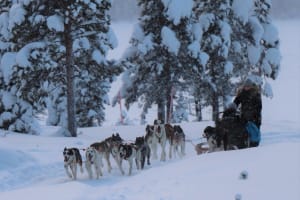 Randonnée en chiens de traîneau près de Kiruna
