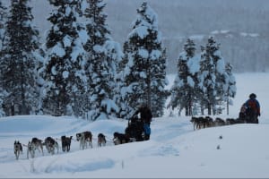 Excursion d'une nuit en chiens de traîneau en Laponie suédoise au départ de Kiruna