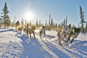 Dog Sledding Tour in Kiruna from Abisko and Björkliden