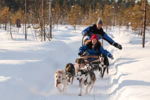 10 km Selbstfahrer-Hundeschlittenfahrt ab Levi