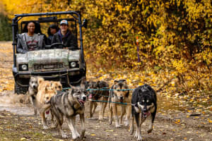 Chiens de traîneau d'automne à Whitehorse, Yukon