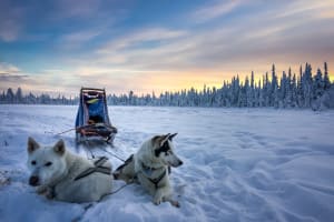 Observation des aurores boréales : chiens de traîneau au départ de Kiruna