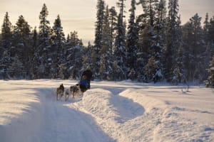 Découvrez la conduite d'un attelage de chiens de traîneau à Svappavaara, près de Kiruna