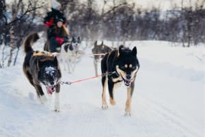 Self-Drive Dog Sledding Excursion in Skibotn from Tromsø