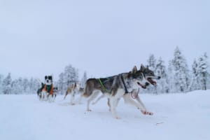 Découvrez les chiens de traîneau avec un déjeuner arctique traditionnel à Kiruna