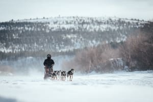 Excursión en Trineo de perros en coche desde Malangen, cerca de Tromsø