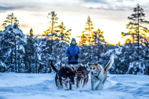 Excursion en chiens de traîneau à conduire soi-même avec déjeuner en plein air à Kopperå, près de Trondheim