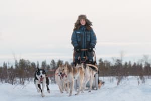 Conduite d'un traîneau à chiens au départ de Kiruna