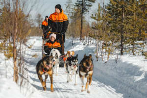 Excursión Autoguiada en Trineo de Perros de 10 km desde Rovaniemi