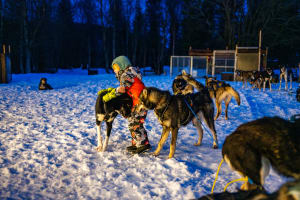 Aurora Boreal Excursión en trineo de perros desde Malangen, cerca de Tromsø