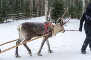 Visite d'un élevage de rennes et balade en traîneau à Rovaniemi