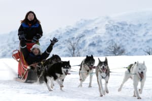 Self-Drive Dog Sledding in Kvaløya from Tromsø