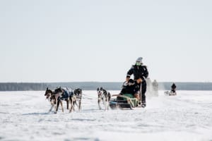 Excursión Familiar Autoconducida en Trineo de Perros desde Rovaniemi