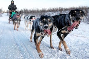 Excursion en chiens de traîneau à conduire soi-même à Kiruna