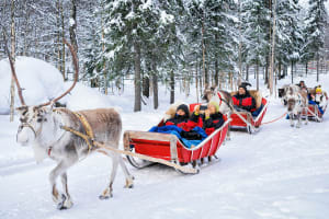 Visite d'une ferme de rennes depuis Rovaniemi en Laponie