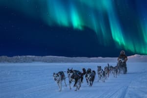 Dog Sledding with Northern Lights Experience in Gratangen near Narvik