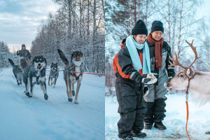 Excursión en Trineo de perros y paseo en trineo tirado por renos desde Rovaniemi