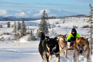 Découvrez les chiens de traîneau à Kopperå, près de Trondheim