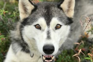 Visite d'un chenil de chiens de traîneau près de Fairbanks, Alaska