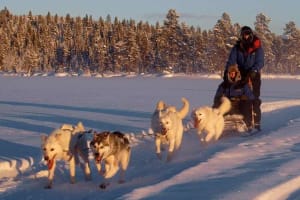 Excursion en chiens de traîneau près de Kiruna, Suède