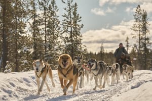 Demi-journée de chiens de traîneau près de Kiruna en Suède