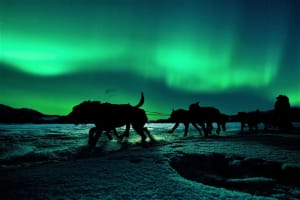 Self-Drive Dog Sledding, Snowmobiling and Northern Lights from Tromsø