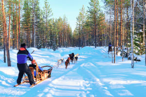 Visita a una granja de huskys y excursión en trineo de perros desde Rovaniemi