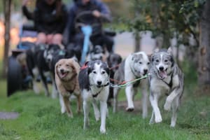 Visite d'un chenil de Husky et chiens de traîneau en été près de Kiruna
