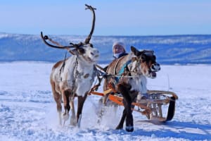 Balade en traîneau à rennes au départ de Tromsø avec découverte de la culture sami