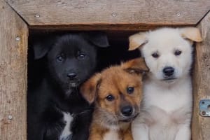 Excursión a la perrera de los huskys y 800 m de paseo en carro de perros desde Rovaniemi
