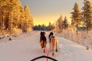 Excursión Autoguiada de 5 km en Trineo de Perros por Rovaniemi