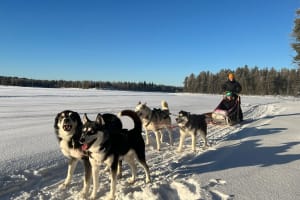 Selbstfahrer-Hundeschlittenausflüge in Kittilä bei Levi