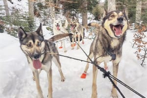 Paseo en trineo tirado por perros en Val d'Azun, Cauterets
