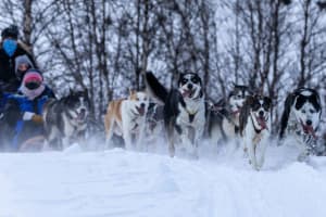 Excursión Guiada para Principiantes en Trineo de Perros por Kirkenes