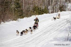 Excursion en traîneau à chiens près de Saguenay, à La Baie