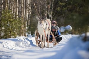 Reindeer Sleigh Ride from Levi