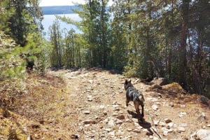 Cani-randonnée avec des Huskies près de Saguenay, à La Baie