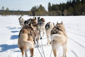 Excursión de 5 km en trineo de perros desde Rovaniemi