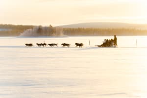 Excursión en Trineo de Perros de 10 km en Coche por Rovaniemi