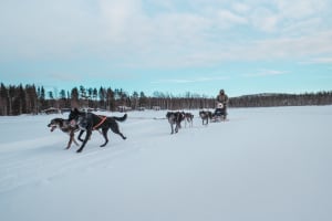 Excursión en Trineo de perros en coche desde Rovaniemi