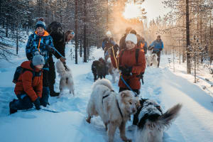 Randonnée nocturne hivernale avec des chiens à Ivalo