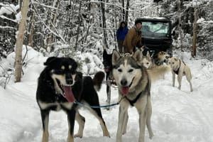 Balade en cani-kart près de Saguenay, à La Baie