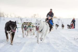 Self-Drive Dog Sledding Safari at Camp Aspemo from Tromsø