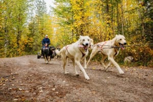 Paseo Otoñal en Carreta tirada por Huskies en Rovaniemi
