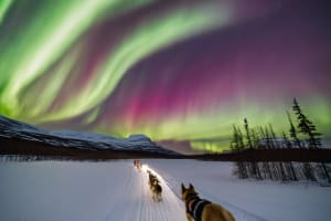 Excursión nocturna en Trineo de perros desde Malangen, cerca de Tromsø