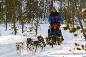 Safari Autoguiado en Trineo de Perros desde Rovaniemi