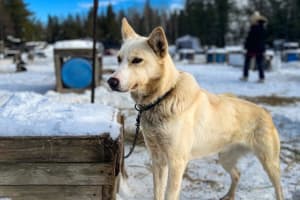 Visite d’un chenil de Huskies près de Saguenay, à La Baie