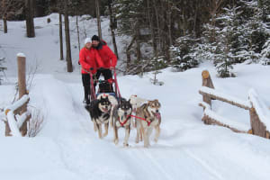 Excursion en traîneau à chiens avec transport de Mont-Tremblant à Arundel, Laurentides
