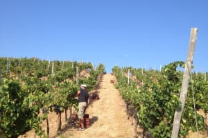 Jeep Tour to Manousakis Winery from Chania
