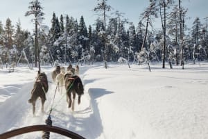 Visita a una perrera y paseo en Trineo de perros de 5 km desde Rovaniemi